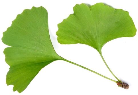 Insuvit contiene ginkgo bilobe